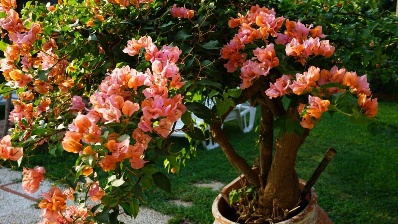 باليرمو Villa Megna - Green Paradise B&B المظهر الخارجي الصورة