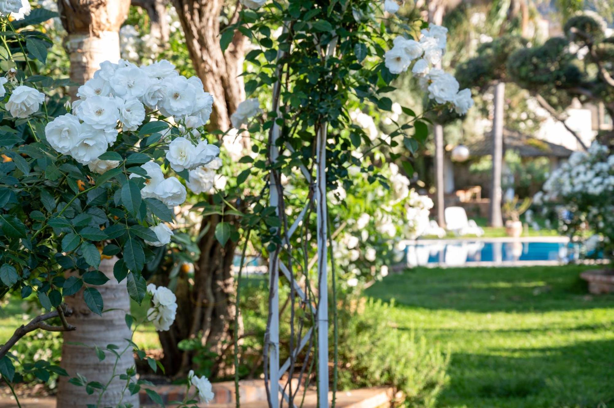 باليرمو Villa Megna - Green Paradise B&B المظهر الخارجي الصورة